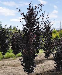 Gagus Sylvatica Dawyck Purple